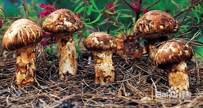 西藏旅游怎么购物?