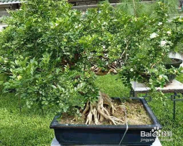 花香胜桂花，阳台上养一盆，天天都有好空气！