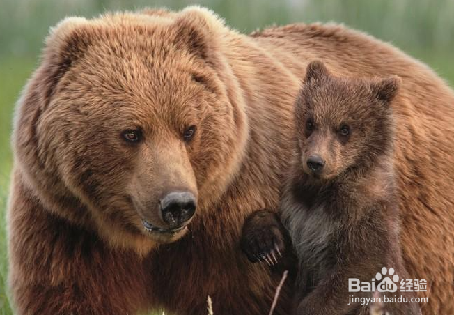 熊是怎么冬眠的