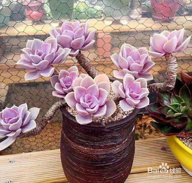 多肉植物什么是老桩？