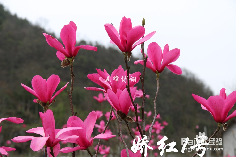 红花玉兰越冬保护