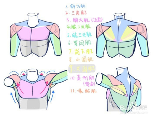 人体绘画中肩部(腋下)如何画?