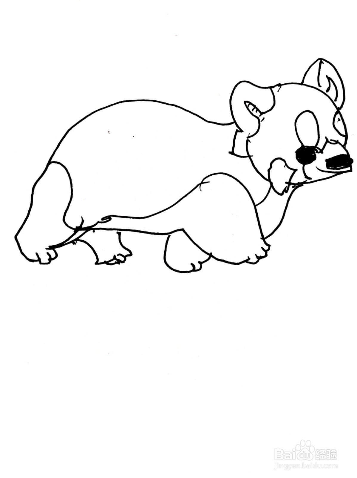 正在散步的小浣熊线描画怎么画