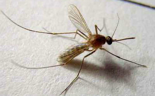 蚊虫叮咬后怎样止痒