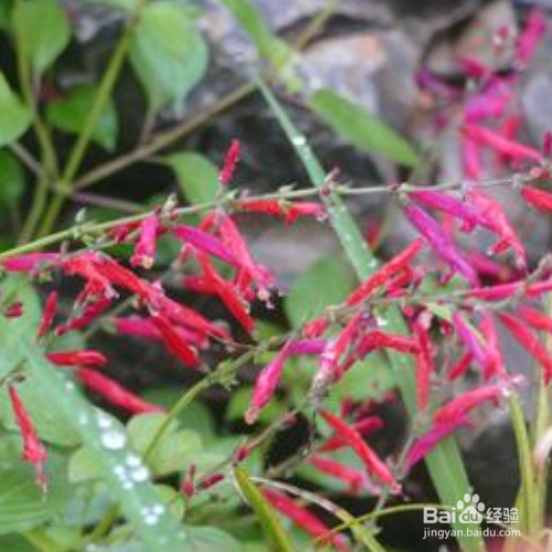 凤梨鼠尾草的培育方法和注意事项