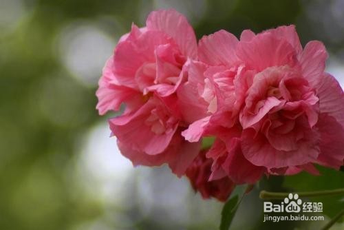 芙蓉的作用以及食用禁忌