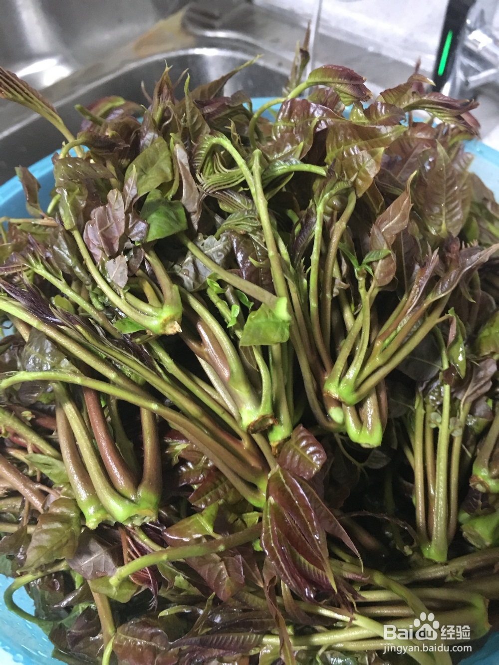 吃不胖的腌香椿