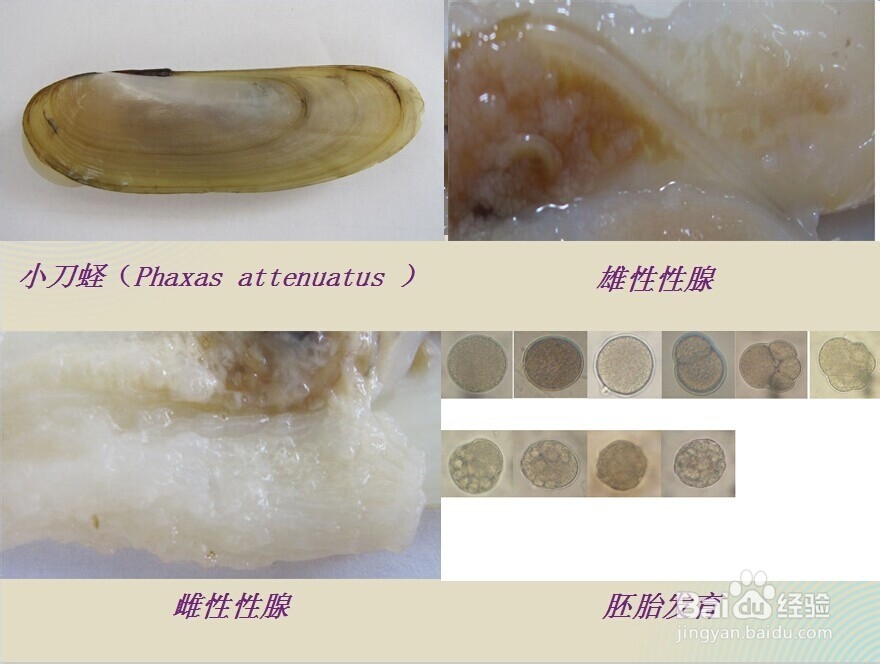 优秀开题报告ppt应具备的特点