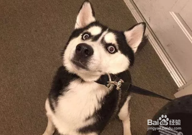 近几年最烧钱狗狗排名