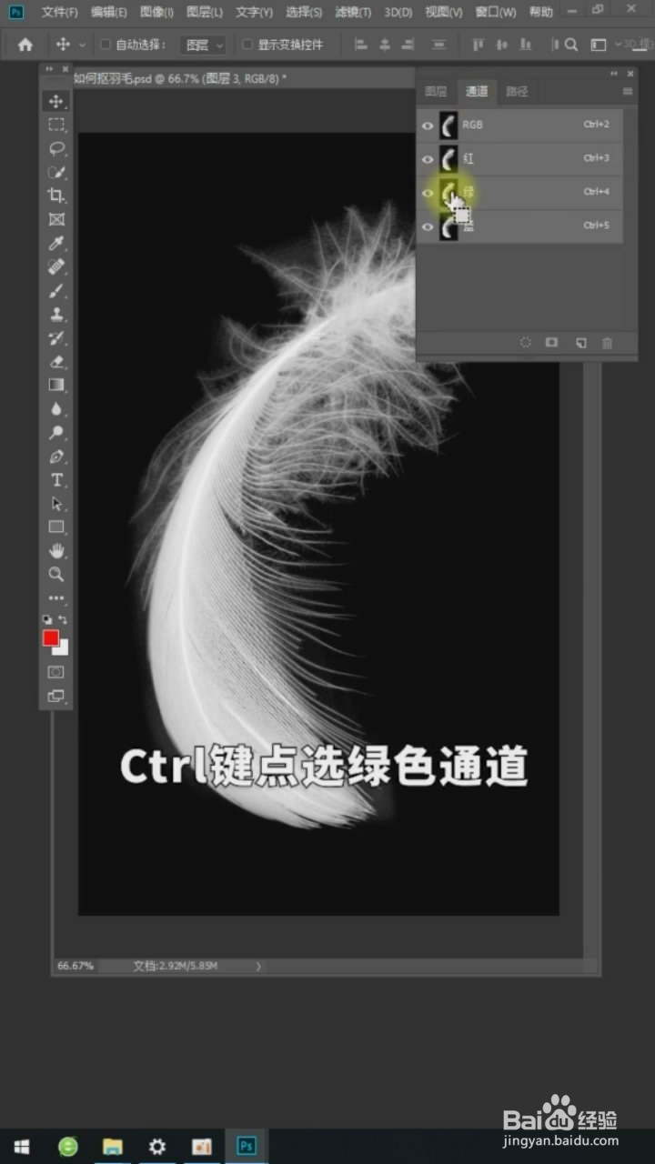 在Ps中如何抠羽毛