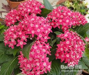 五星花怎么养才能爆盆