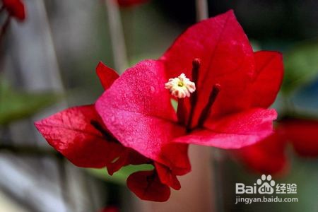 适合夏天养的花