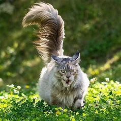 缅因猫好不好养#校园分享#