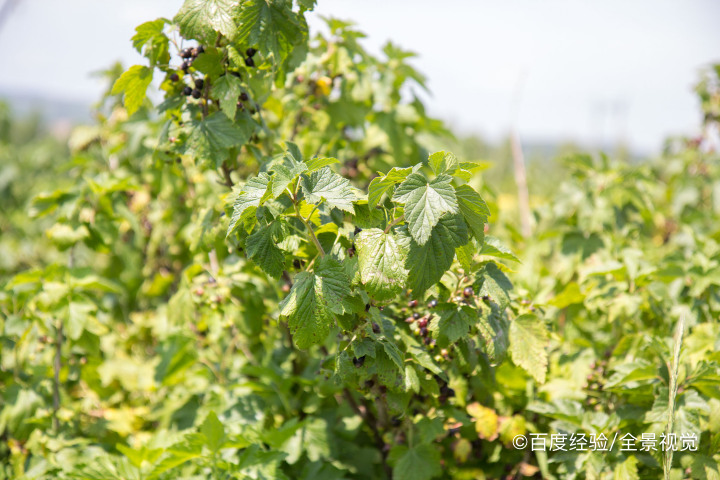 孕期、坐月子能吃黑加仑吗