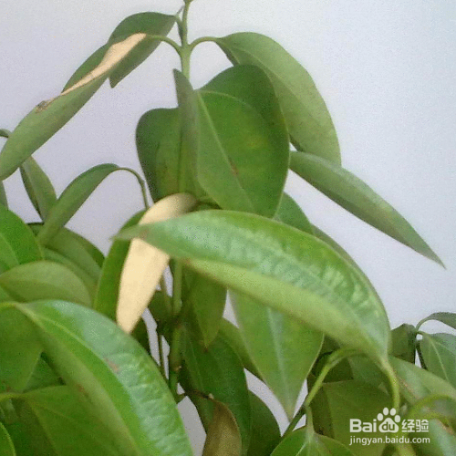 平安树叶子发黄怎么处理怎么补救