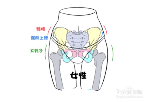 动漫女生人体胯部怎么画?