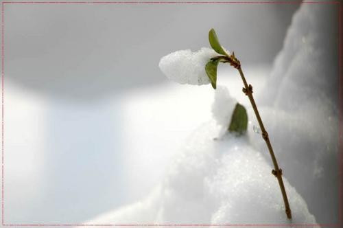 关于下雪的诗句有什么