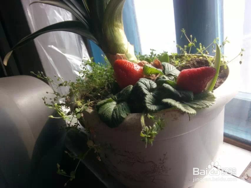 在花盆里种草莓的具体方法,分冬季和夏季两种.