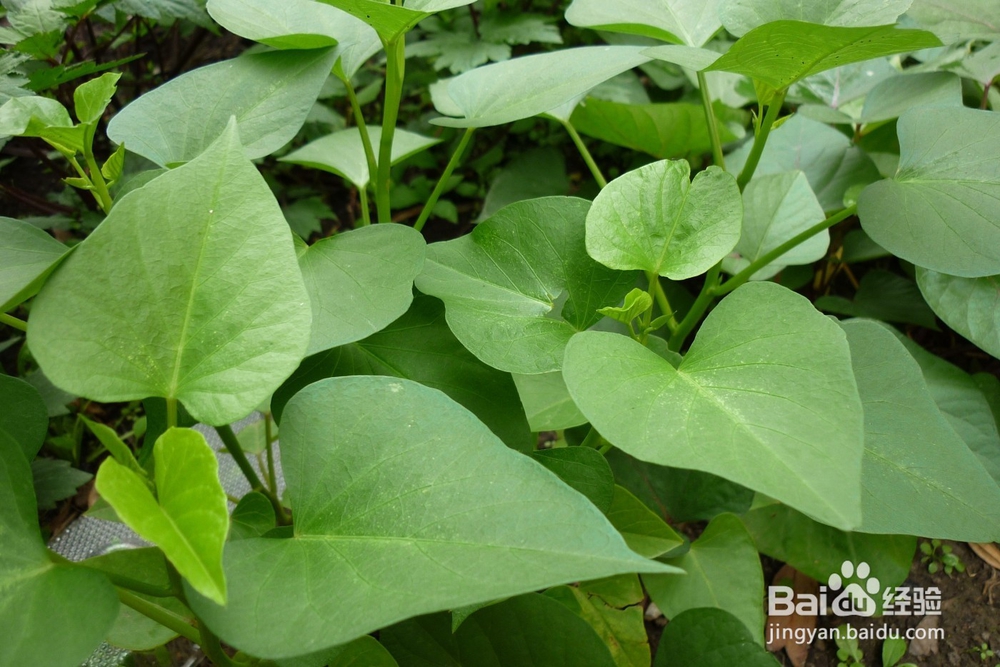 可以吃用的野菜，和它们的功效