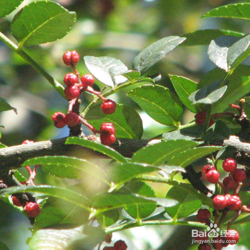 花椒的培育方法和注意事项