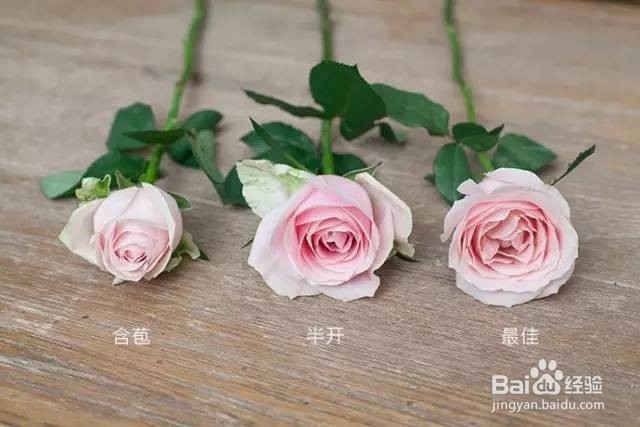 如何挑选玫瑰花？