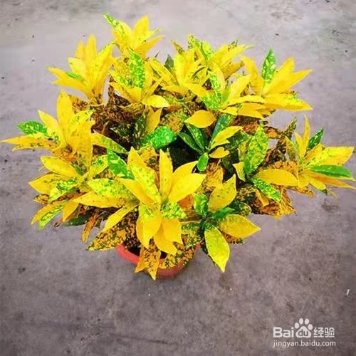 黄金树的养殖方法和注意事项