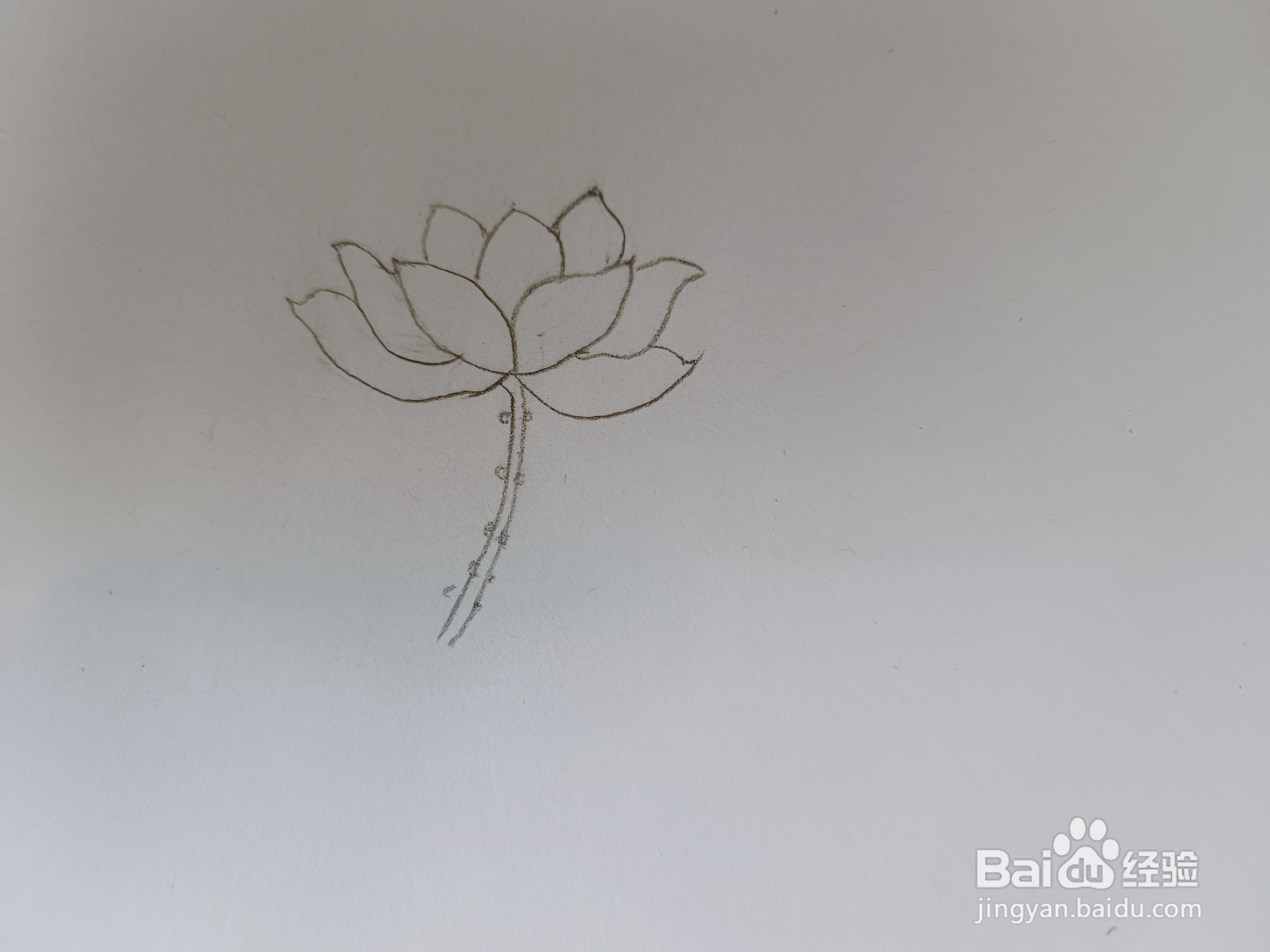 简笔荷花怎么画