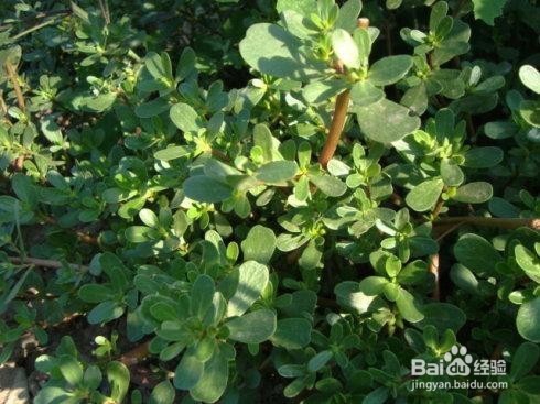 马齿苋的作用及食用方法