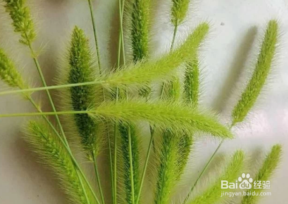 用狗尾巴草怎么编东西