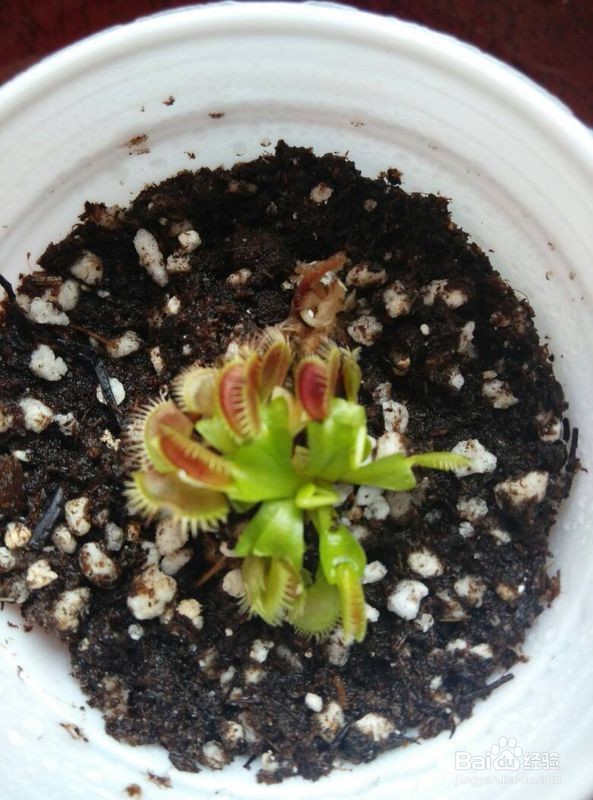 食蝇草怎么养护