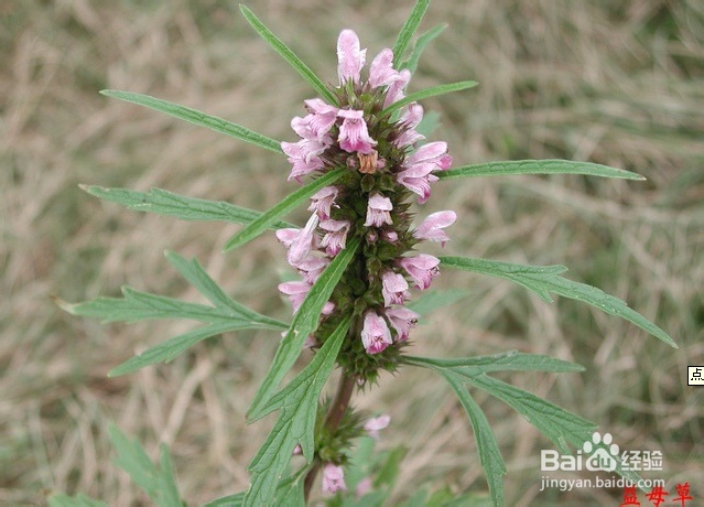 经期腹痛怎么办？