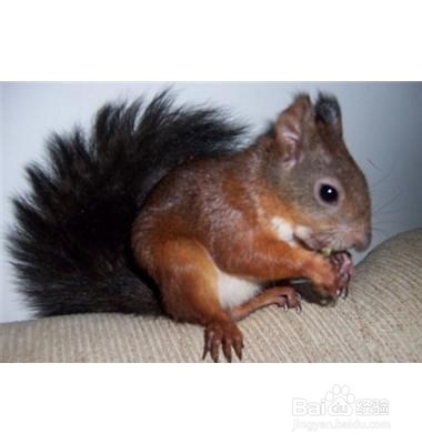 魔王松鼠靠什么认主人