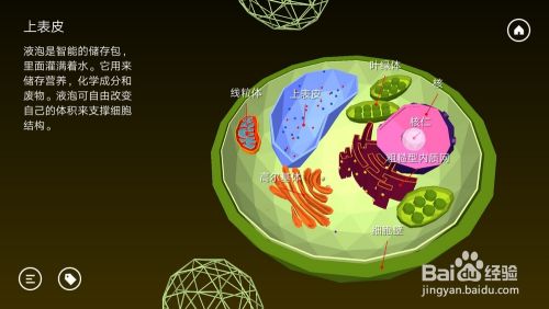 高中生物植物细胞内部结构以及细胞器功能是什么 百度经验