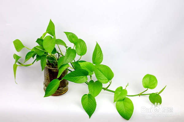 如何养好绿萝?