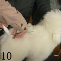 怎样给贵宾犬美容