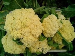 如何选择青菜