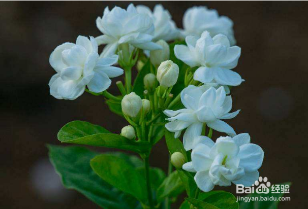 茉莉花怎么修剪？