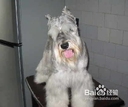 雪纳瑞不同部位美容方法