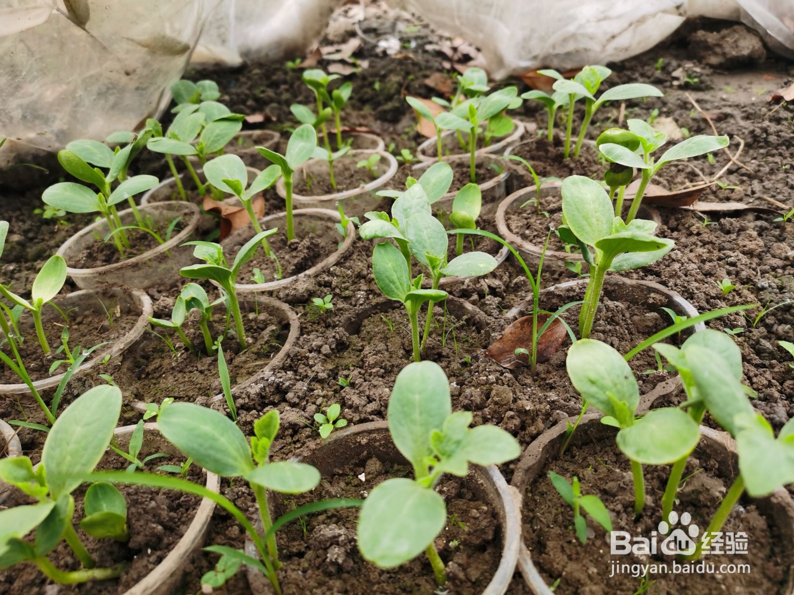 西瓜籽催芽要注意什么