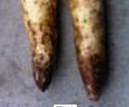 河北麻山药小白嘴白山药的选购方法