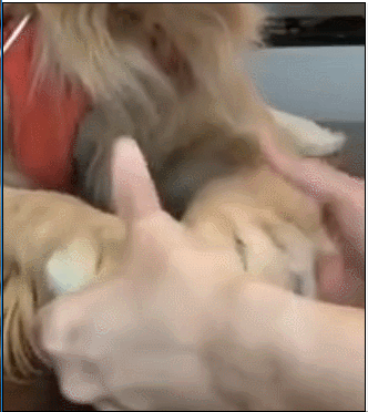 狗狗蹦迪表情包