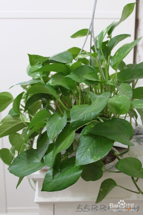 环保 室内环保 哪些植物有利于净化空气