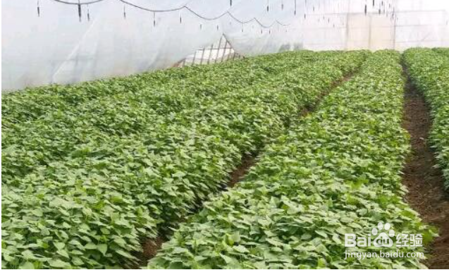 红薯种子怎么育苗