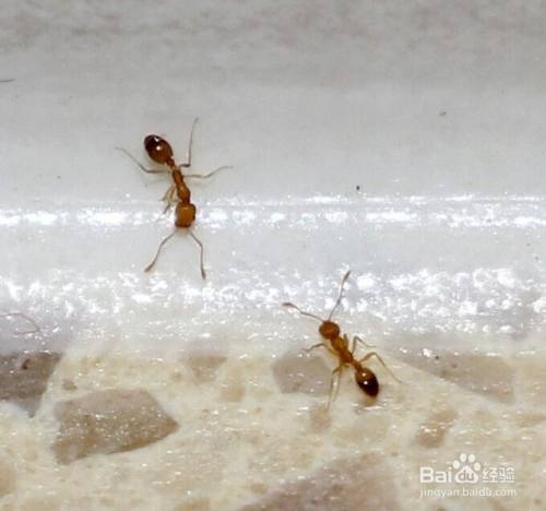 屋里蚂蚁多是什么原因,怎么清理