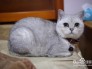 银渐层猫怎么看品相