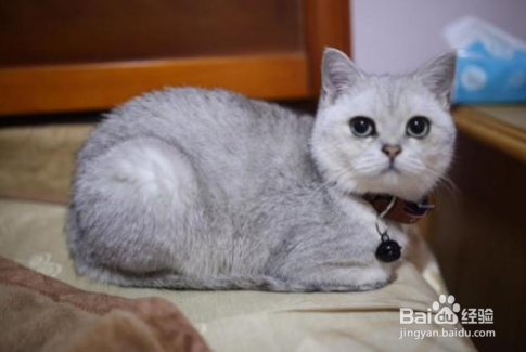 银渐层猫怎么看品相