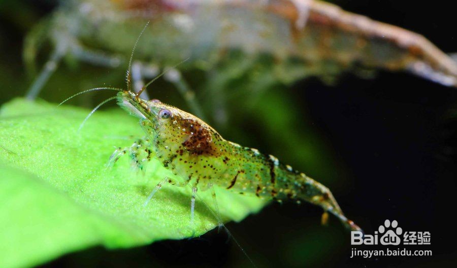 水塘绿藻过多怎么办