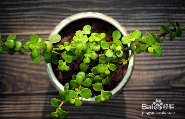 夏天如何除甲醛