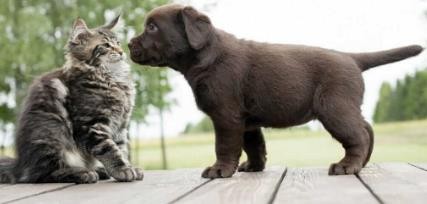 养狗又养猫，狗和猫怎么相处