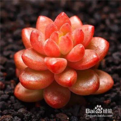 赤豆锦多肉怎么养 百度经验 赤豆锦多肉怎么养 百度经验